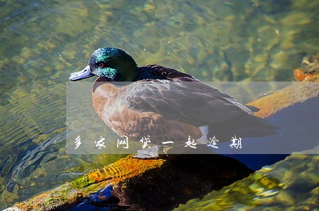 多家网贷一起逾期
