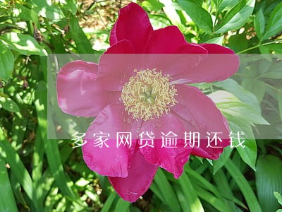 多家网贷逾期还钱 多家网贷逾期还钱