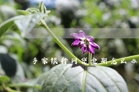 多家银行网贷逾期怎么办 多家银行网贷逾期怎么办