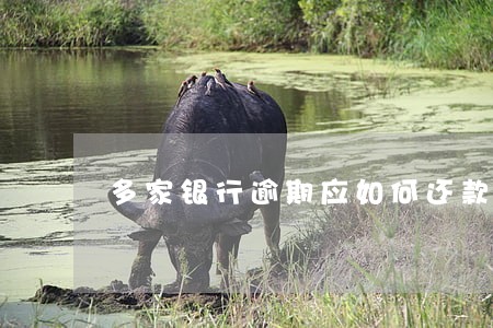多家银行逾期应如何还款 多家银行逾期应如何还款