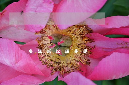 多年诉讼积矛盾
