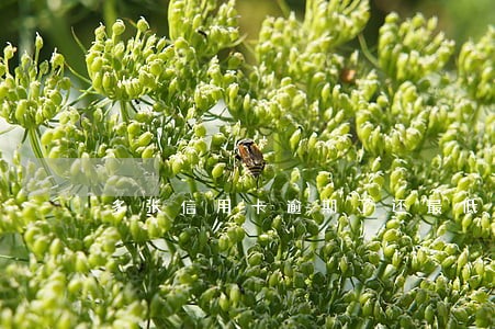 多张信用卡逾期了还最低怎么办 多张信用卡逾期了还最低怎么办