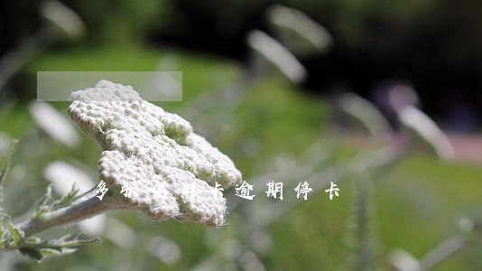 多张信用卡逾期停卡 多张信用卡逾期停卡