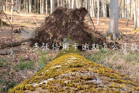 多张信用卡逾期怎么还款方便