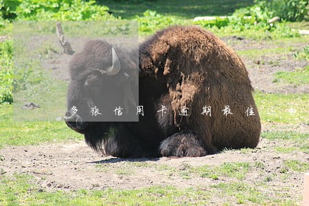 多张信用卡逾期最佳还款方法 多张信用卡逾期最佳还款方法