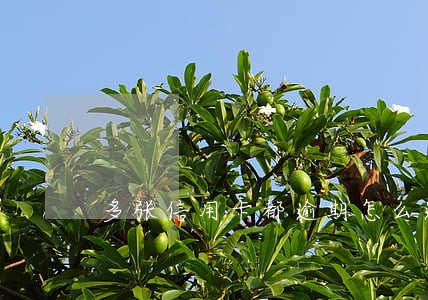 多张信用卡都逾期怎么还 多张信用卡都逾期怎么还
