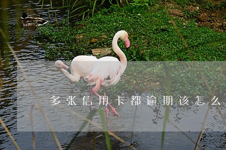 多张信用卡都逾期该怎么还 多张信用卡都逾期该怎么还