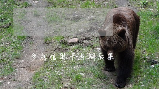 多想信用卡逾期后果 多想信用卡逾期后果