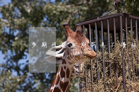多期网贷逾期罚息不得超过多少 多期网贷逾期罚息不得超过多少