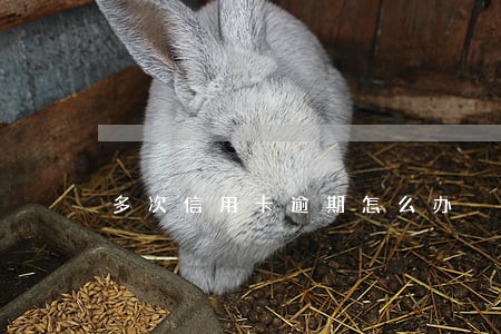 多次信用卡逾期怎么办
