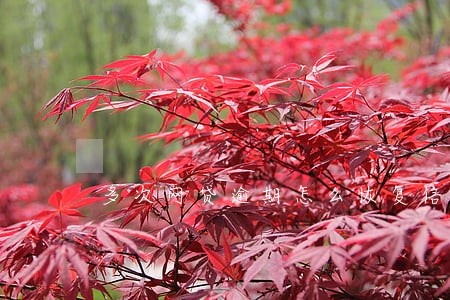 多次网贷逾期怎么恢复信用 多次网贷逾期怎么恢复信用