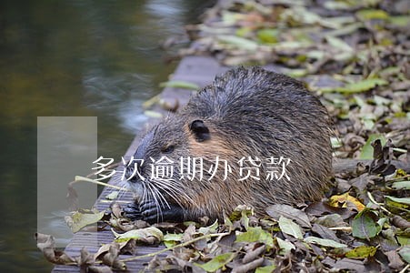 多次逾期办贷款 多次逾期办贷款