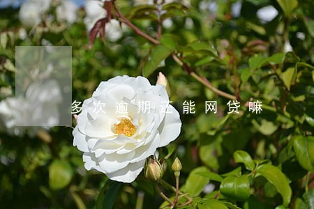 多次逾期还能网贷嘛 多次逾期还能网贷嘛