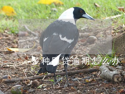 多种网贷逾期怎么办 多种网贷逾期怎么办