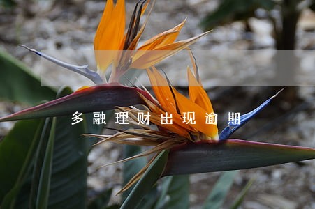 多融理财出现逾期 多融理财出现逾期
