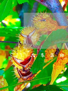 大东区公司法在线律师 大东区公司法在线律师