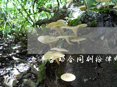 大丰劳动合同纠纷律师 大丰劳动合同纠纷律师