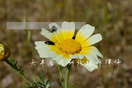 大丰合同纠纷起诉律师 大丰合同纠纷起诉律师