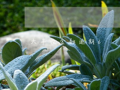 大丰收金融逾期6 大丰收金融逾期6