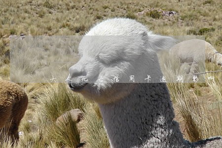 大人死亡信用卡逾期影响孩子不