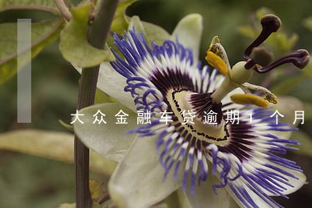 大众金融车贷逾期1个月违约金 大众金融车贷逾期1个月违约金