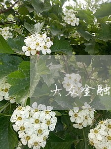 大众金融车贷逾期4年怎么办 大众金融车贷逾期4年怎么办