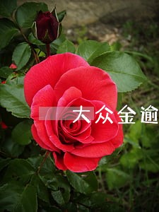 大众金逾期5个月