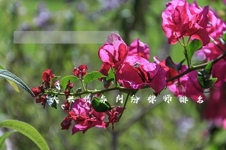 大兴债务纠纷律师排名 大兴债务纠纷律师排名