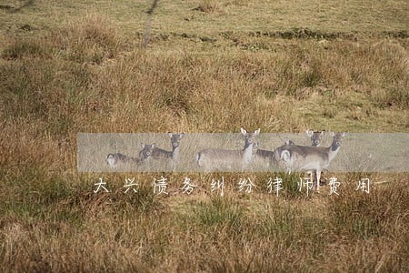 大兴债务纠纷律师费用 大兴债务纠纷律师费用
