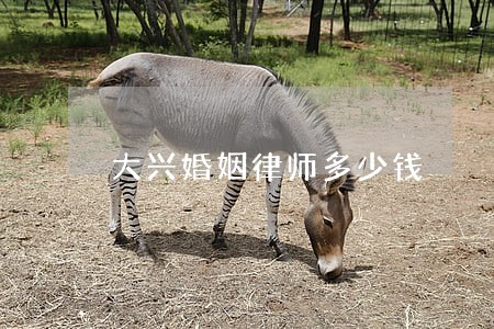 大兴婚姻律师多少钱 大兴婚姻律师多少钱