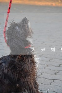 大兴婚姻诉讼律师费用 大兴婚姻诉讼律师费用