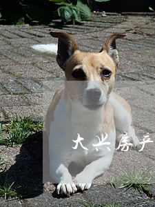 大兴房产继承纠纷律师 大兴房产继承纠纷律师