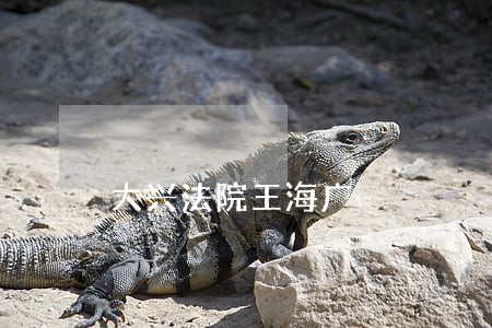 大兴法院王海广 大兴法院王海广