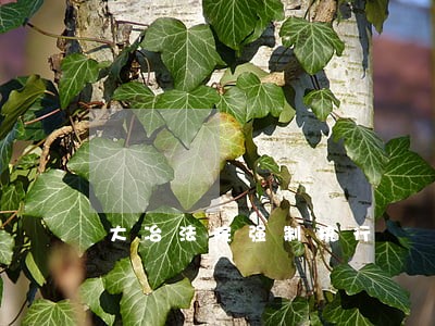 大冶法院强制执行 大冶法院强制执行