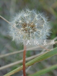 大化县法律咨询中心 大化县法律咨询中心