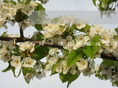 大同一司机违法闯禁行