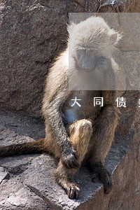 大同债务债权律师热线