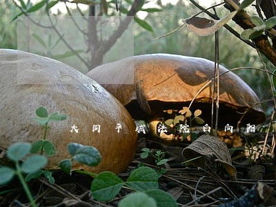 大同平城法院白向阳