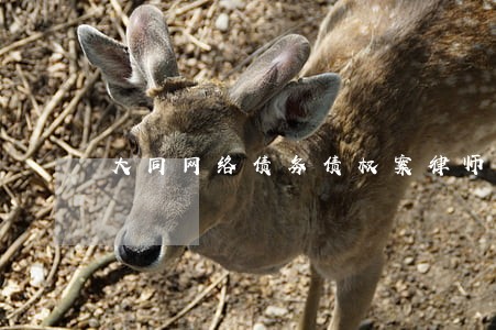 大同网络债务债权案律师联系方式 大同网络债务债权案律师联系方式