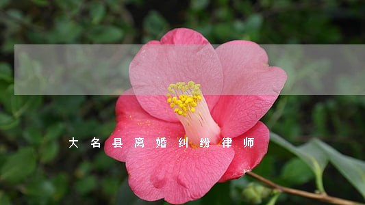 大名县离婚纠纷律师 大名县离婚纠纷律师