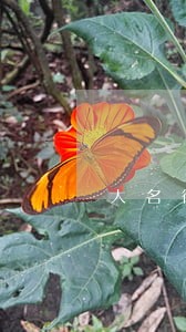 大名律师咨询 大名律师咨询