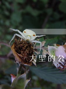 大型的公司法律顾问团队 大型的公司法律顾问团队