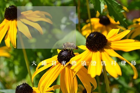 大埔县光德镇澄坑村律师 大埔县光德镇澄坑村律师