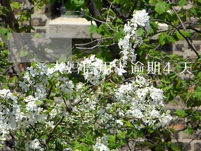 大妈信用卡逾期4天 大妈信用卡逾期4天
