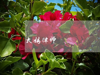 大妈律师 大妈律师