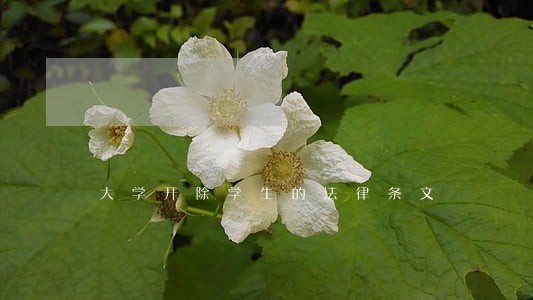 大学开除学生的法律条文 大学开除学生的法律条文