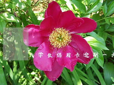 大学生信用卡逾期一天会怎么样 大学生信用卡逾期一天会怎么样