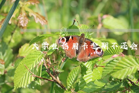 大学生信用卡逾期不还会怎样 大学生信用卡逾期不还会怎样