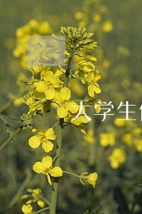 大学生信用卡逾期了三年