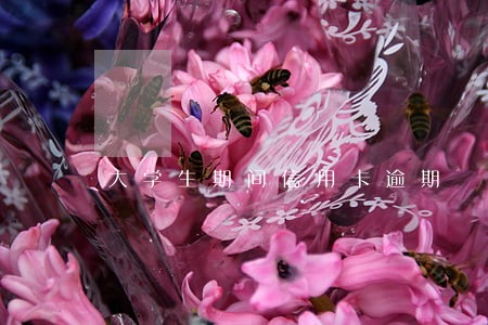 大学生期间信用卡逾期 大学生期间信用卡逾期